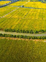 Paddy Fields in Kunshan