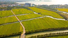 Paddy Fields in Kunshan