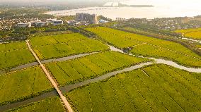 Paddy Fields in Kunshan