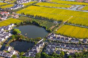 Paddy Fields in Kunshan