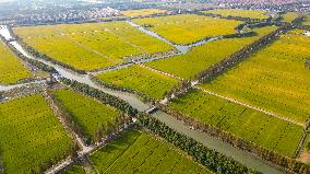 Paddy Fields in Kunshan