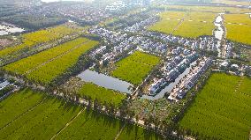 Paddy Fields in Kunshan