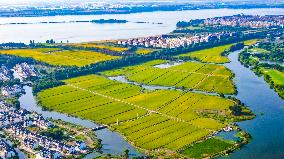 Paddy Fields in Kunshan