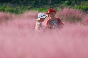 Visitors Enjoy Pink Grass at Dianshan Lake Park in Kunshan