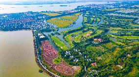 Visitors Enjoy Pink Grass at Dianshan Lake Park in Kunshan