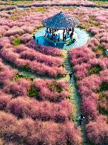 Visitors Enjoy Pink Grass at Dianshan Lake Park in Kunshan