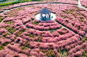 Visitors Enjoy Pink Grass at Dianshan Lake Park in Kunshan