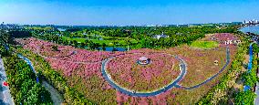 Visitors Enjoy Pink Grass at Dianshan Lake Park in Kunshan