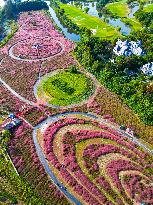 Visitors Enjoy Pink Grass at Dianshan Lake Park in Kunshan