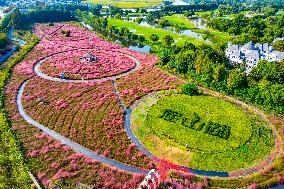 Visitors Enjoy Pink Grass at Dianshan Lake Park in Kunshan