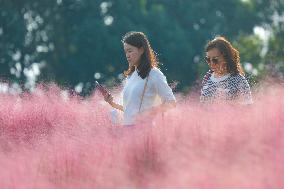 Visitors Enjoy Pink Grass at Dianshan Lake Park in Kunshan