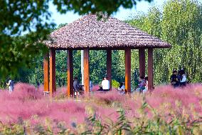 Visitors Enjoy Pink Grass at Dianshan Lake Park in Kunshan