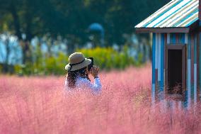 Visitors Enjoy Pink Grass at Dianshan Lake Park in Kunshan