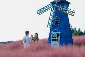 Visitors Enjoy Pink Grass at Dianshan Lake Park in Kunshan