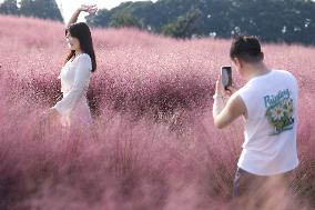 Visitors Enjoy Pink Grass at Dianshan Lake Park in Kunshan