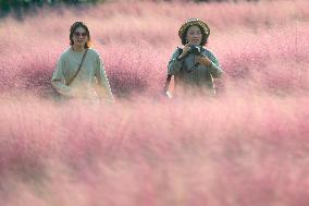 Visitors Enjoy Pink Grass at Dianshan Lake Park in Kunshan