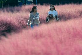 Visitors Enjoy Pink Grass at Dianshan Lake Park in Kunshan