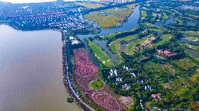 Visitors Enjoy Pink Grass at Dianshan Lake Park in Kunshan