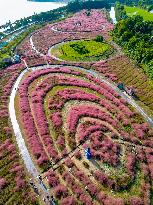 Visitors Enjoy Pink Grass at Dianshan Lake Park in Kunshan