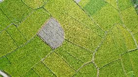 Late Rice Entering The Harvest Period in Liuzhou