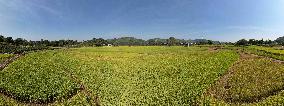 Late Rice Entering The Harvest Period in Liuzhou