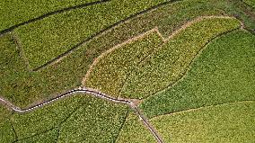 Late Rice Entering The Harvest Period in Liuzhou