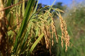 Late Rice Entering The Harvest Period in Liuzhou