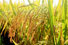 Late Rice Entering The Harvest Period in Liuzhou