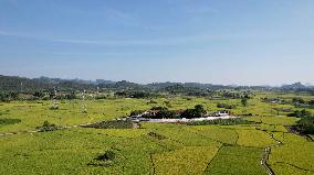 Late Rice Entering The Harvest Period in Liuzhou