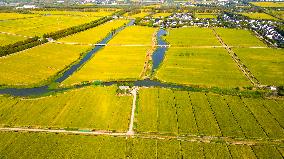 Paddy Fields in Kunshan