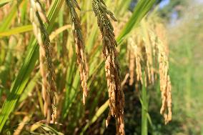 Late Rice Entering The Harvest Period in Liuzhou