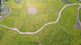 Late Rice Entering The Harvest Period in Liuzhou