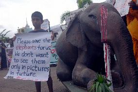 Activists Protest The Killing Of Elephants On Colombo