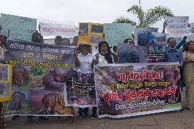 Activists Protest The Killing Of Elephants On Colombo