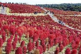 Reddening Kochia plants at eastern Japan park