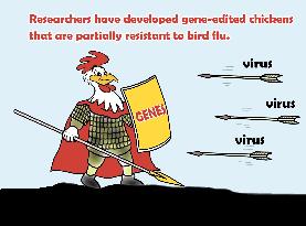 Photo Illustration Gene-edited Chickens