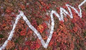 Tourists Enjoy The Blooming Red Leaves in Handan