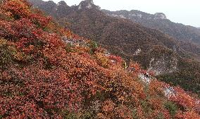 Tourists Enjoy The Blooming Red Leaves in Handan