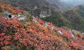 Tourists Enjoy The Blooming Red Leaves in Handan