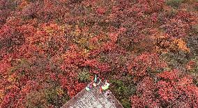 Tourists Enjoy The Blooming Red Leaves in Handan