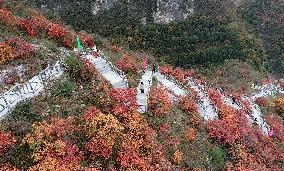 Tourists Enjoy The Blooming Red Leaves in Handan