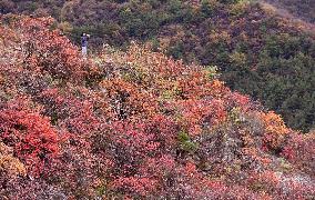 Tourists Enjoy The Blooming Red Leaves in Handan