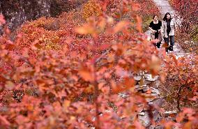 Tourists Enjoy The Blooming Red Leaves in Handan