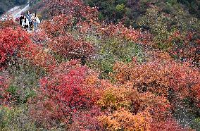 Tourists Enjoy The Blooming Red Leaves in Handan