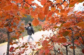 Tourists Enjoy The Blooming Red Leaves in Handan