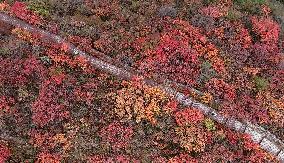 Tourists Enjoy The Blooming Red Leaves in Handan