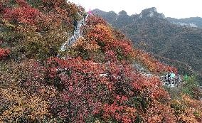 Tourists Enjoy The Blooming Red Leaves in Handan