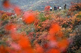 Tourists Enjoy The Blooming Red Leaves in Handan