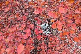 Tourists Enjoy The Blooming Red Leaves in Handan