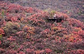 Tourists Enjoy The Blooming Red Leaves in Handan